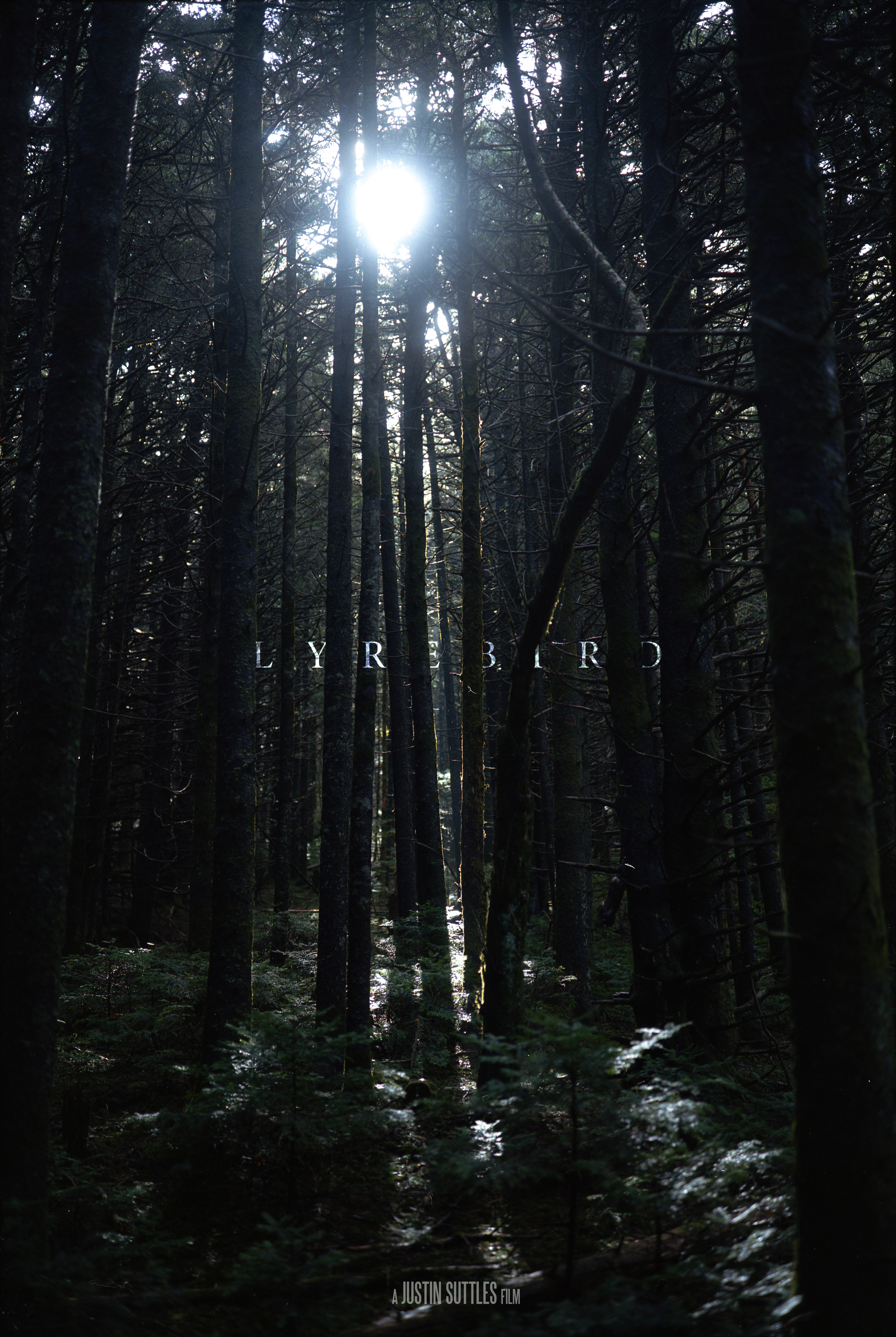 Lyrebird Teaser Poster